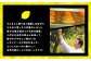 レモンケーキ 10個入 八代産レモン使用 焼き菓子 洋菓子
