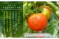日本一のトマトの生産量を誇る八代にて栽培期間中だけ農薬、肥料の使用を抑えた特別栽培と水やりを極力控えた栽培を行っております。