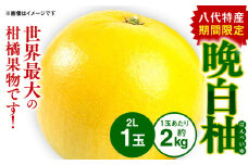 【先行予約】 八代特産 晩白柚 （ばんぺいゆ） 2Lサイズ(約2kg)×1玉 柑橘 果物 フルーツ 熊本県産 ばんぺいゆ フルーツ 柑橘 特産品 【2025年12月上旬より順次発送】