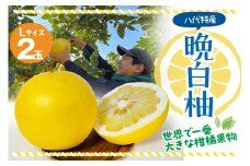【先行予約】 晩白柚 Lサイズ2玉 柑橘 みかん 果物 フルーツ 熊本県産 ばんぺいゆ 特産品 【2025年12月上旬より順次発送】