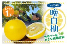 【先行予約】 晩白柚 Lサイズ1玉 柑橘 みかん 果物 フルーツ 熊本県産 ばんぺいゆ 特産品 【2025年12月上旬より順次発送】