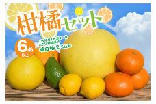 【先行予約】 八代市産 柑橘セット（6品以上・晩白柚2玉入り） 柑橘 みかん 果物 フルーツ 熊本県産 ばんぺいゆ 特産品 【2025年12月上旬より順次発送】