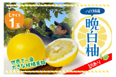 【先行予約】【訳あり】 晩白柚 Lサイズ1玉 柑橘 みかん 果物 フルーツ 熊本県産 ばんぺいゆ 特産品 【2025年12月上旬より順次発送】