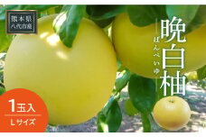 【先行予約】 晩白柚 1玉 Lサイズ ばんぺいゆ 柑橘 八代市産 特産品 果物 フルーツ 青果物 【2025年12月下旬より順次発送】