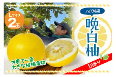 【先行予約】【訳あり】 晩白柚 Lサイズ2玉 柑橘 みかん 果物 フルーツ 熊本県産 ばんぺいゆ 特産品 【2025年12月上旬より順次発送】