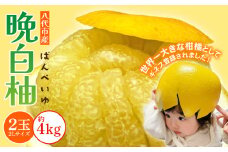 【先行予約】 八代市産 晩白柚 2玉 2Lサイズ 約4kg 【2025年12月下旬より順次発送】