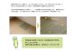 い草上敷き【不知火】江戸間4.5畳