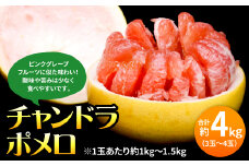 【先行予約】 チャンドラポメロ 約4kg （3玉～4玉） 【2025年10月下旬より順次発送】