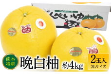 【先行予約】 熊本県八代市産 晩白柚 2Lサイズ 2玉入り 約4kg 果物 くだもの フルーツ 柑橘類 青果物 特産品 お取り寄せ 【2025年12月中旬より順次発送】