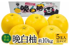 【先行予約】 熊本県八代市産 晩白柚 2Lサイズ 5玉入り 約10kg 果物 くだもの フルーツ 柑橘類 青果物 特産品 お取り寄せ 【2025年12月中旬より順次発送】