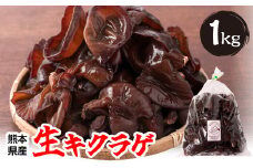 熊本県産 生キクラゲ 1kg きくらげ