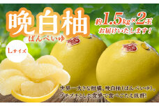 【先行予約】 八代市産 晩白柚 Lサイズ 2玉入り 合計約3kg 果物 くだもの フルーツ ばんぺいゆ 柑橘 旬 国産 特産品 熊本県 八代市 【2025年12月下旬より順次発送】