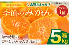 【先行予約】八代市東陽町産の季節のみかん5kg箱【2025年9月下旬発送開始】