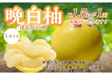 【先行予約】 熊本県八代市産 晩白柚 Lサイズ 1玉入り 果物 くだもの フルーツ ばんぺいゆ 柑橘 旬 国産 特産品 熊本県 八代市 【2025年12月下旬より順次発送】