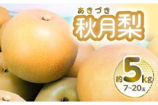  ＼人気急上昇中！／ 【先行予約】秋月梨 約5kg 7~20玉 梨 なし 熊本県産【2025年8月下旬より順次発送】