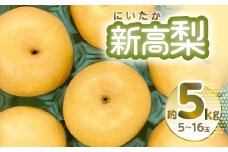 【先行予約】新高梨 約5kg 5~16玉 梨 なし 熊本県産【2025年9月上旬より順次発送】