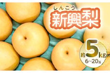 【先行予約】 新興梨 約5kg 6-20玉 梨 なし 熊本県産 【2025年10月上旬より順次発送】