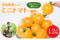 小粒で甘さがギュッと詰まったミニトマトをお届けします！