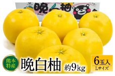 【先行予約】 熊本県八代市産 晩白柚 Lサイズ 6玉入り 約9kg 果物 くだもの フルーツ 柑橘類 青果物 特産品 お取り寄せ 【2025年12月中旬より順次発送】