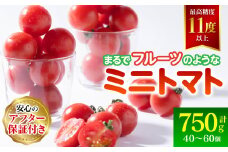 【先行予約】まるで フルーツ の様な ミニトマト 750g トマト 甘い 国産 野菜 やさい サラダ 【2026年1月上旬より順次発送】