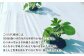 この八代地域には、全国屈指の水質を誇る球磨川が流れています。その恵まれた環境で、ほとんど農薬を使わずに枝豆作りに励んでおります。