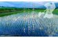 水が清らかで豊富な熊本県は、おいしいお米の一大産地として昔から高い評価を得ています。
