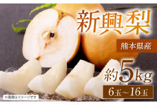 【先行予約】 熊本県産 新興梨 サイズミックス 約5kg 6玉～16玉 【2025年9月下旬より順次発送】