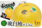 熊本県八代市産 晩白柚 Lサイズ 1玉入り 約1.5kg 