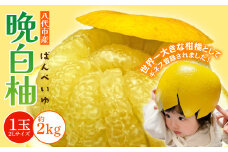 【先行予約】 八代市産 晩白柚 1玉 2Lサイズ 約2kg 【2025年12月下旬より順次発送】