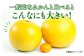 一般的なみかんと比べるとこんなに大きい！