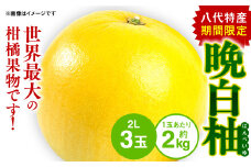 【先行予約】 八代特産 晩白柚 （ばんぺいゆ） 2Lサイズ(約2kg)×3玉 柑橘 果物 フルーツ 熊本県産 ばんぺいゆ フルーツ 柑橘 特産品 【2025年12月上旬より順次発送】