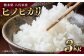 熊本県八代市産 米 ヒノヒカリ 3kg