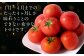 1月～4月までのたった4ヶ月しか味わうことのできないトマトです。