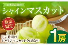  熊本県八代市東陽産 山本さん家の「シャインマスカット」 1房入り (約500g) ぶどう 果物 くだもの フルーツ 青果物 