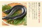 厳選した九州産うなぎ