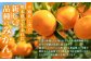熊本産では不知火に次ぐ久しぶりの新品種の登場となります。