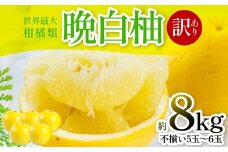 【先行予約】 晩白柚 （訳あり：不揃い5～6玉）約8kg 柑橘 果物 フルーツ 熊本県産 ばんぺいゆ フルーツ 柑橘 特産品【2026年1月上旬より順次発送】