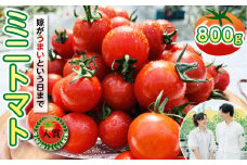 【先行予約】 嫁がうまいと言う日まで ミニトマト 800g 八代市産 ミニトマト 新鮮 野菜 【2025年12月上旬より順次発送】