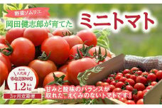 【先行予約】 【定期便3回】 野菜ソムリエ岡田健志郎が育てた ミニトマト1.2kg以上定期便 トマト 野菜 熊本県産 新鮮 サラダ やさい とまと 八代市産 九州 【2025年12月上旬より順次発送】