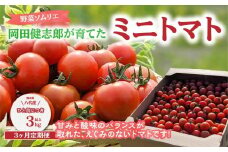【先行予約】 【定期便3回】  野菜ソムリエ岡田健志郎が育てた　ミニトマト3kg以上定期便 トマト 野菜 熊本県産 新鮮 サラダ やさい とまと 八代市産 九州  【2025年12月上旬より順次発送】