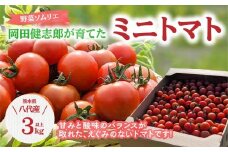 【先行予約】　野菜ソムリエ岡田健志郎が育てた ミニトマト 3kg以上 トマト 野菜 熊本県産 新鮮 サラダ やさい とまと 八代市産 九州 　【2025年12月上旬より順次発送】