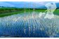水が清らかで豊富な熊本県は、おいしいお米の一大産地として昔から高い評価を得ています。