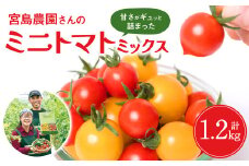 【先行予約】八代市産 宮島農園 ミニトマト (ミックス)1.2kg とまと 野菜 赤トマト 黄色トマト 【2025年12月上旬より順次発送】 