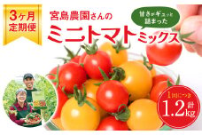 【先行予約】 【定期便3回】ミニトマト (ミックス) 1.2kg×3回 八代市産 宮島農園 とまと 野菜 【2025年12月上旬より順次発送】