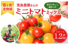 【先行予約】 【定期便6回】ミニトマト (ミックス) 1.2kg×6回 八代市産 宮島農園 とまと 野菜 【2025年12月上旬より順次発送】