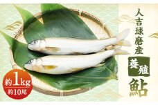 人吉球磨産 養殖鮎 冷凍 約1kg