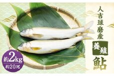 人吉球磨産 養殖鮎 冷凍 約2kg