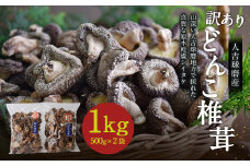 人吉球磨産 しいたけ 訳あり『どんこ』椎茸 500g 2袋【計1kg】 干し椎茸 干ししいたけ 乾椎茸 お取り寄せ