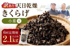 【6ヶ月定期便】 【訳あり】 天日乾燥 きくらげ 「小葉 （豆）」 50g×7パック 計350g （合計約2.1kg） 6回定期便 訳アリ 理由あり わけあり キクラゲ 木耳 乾燥きくらげ 乾燥キクラゲ 乾燥木耳 肉厚 定期便 九州 熊本県 人吉市 常温
