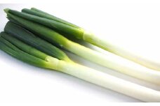 先行予約 球磨美人 井上さんちの 白ネギ 2L × 25本 野菜 ねぎ ネギ 葱 白ねぎ 白葱 【2025年11月下旬より順次発送予定】